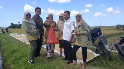 Ubinan Hasil Panen MT 1 Poktan Karya Makmur Desa Wajasari  Oleh Tim BPP Kec. Adimulyo